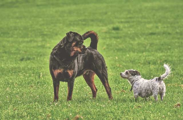 The AKC breed standard for the Rottweiler breed claims "an aggressive or belligerent attitude towards other dogs should not be faulted."