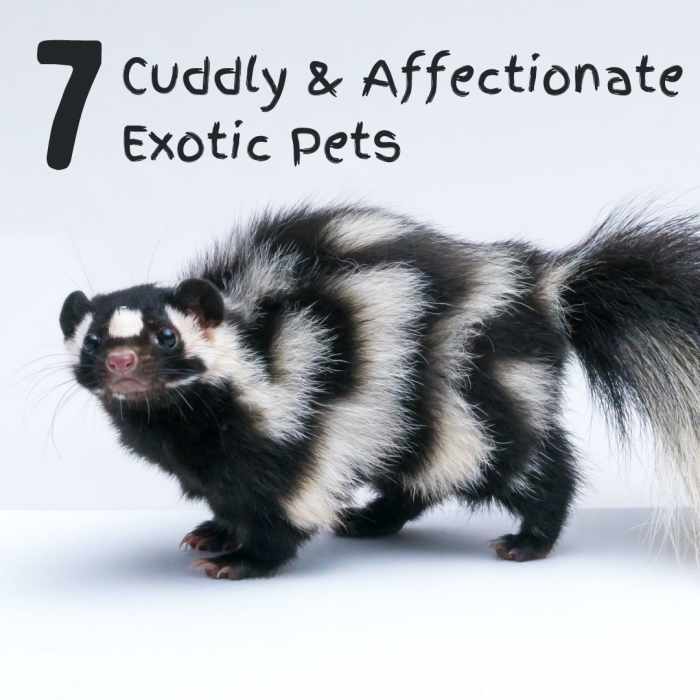 Animals that form that extra bond with their owners and enjoy cuddling and interacting with them are distinguished by the term companion animal.