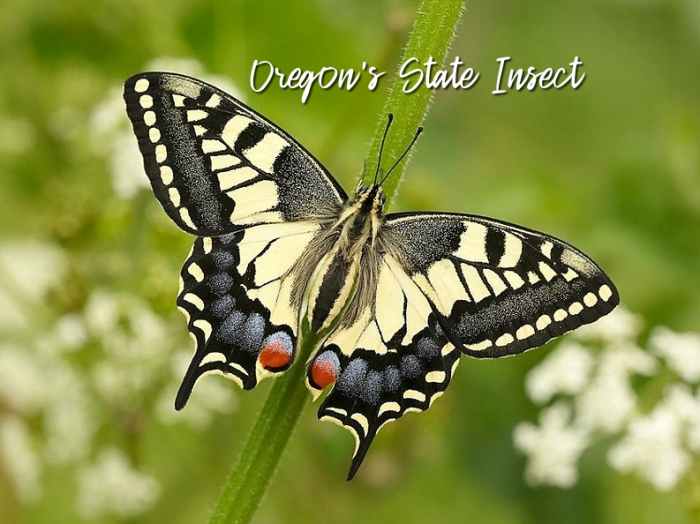 Oregon's State Insect The Oregon Swallowtail Owlcation