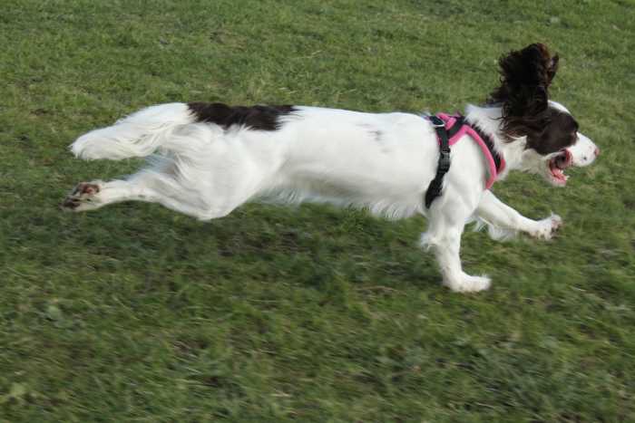 Hip Dysplasia is a condition that can limit a dog's ability to run and walk without pain