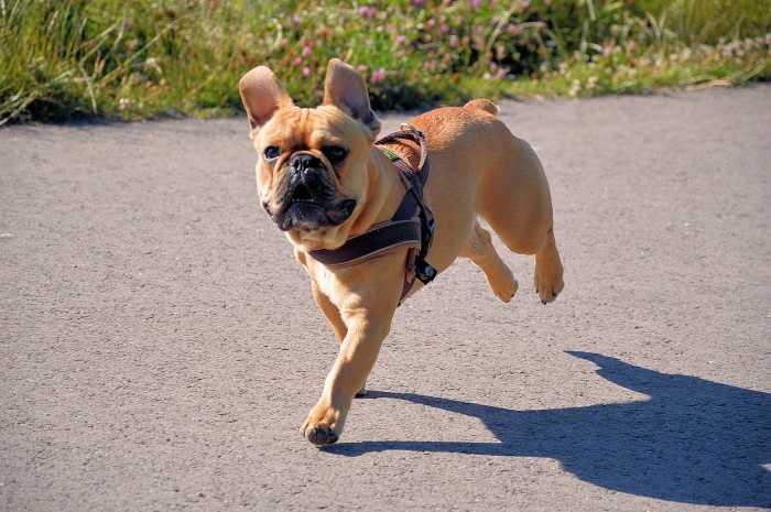 HD is life-limiting and it is important to seek veterinary advice if you think your dog has it