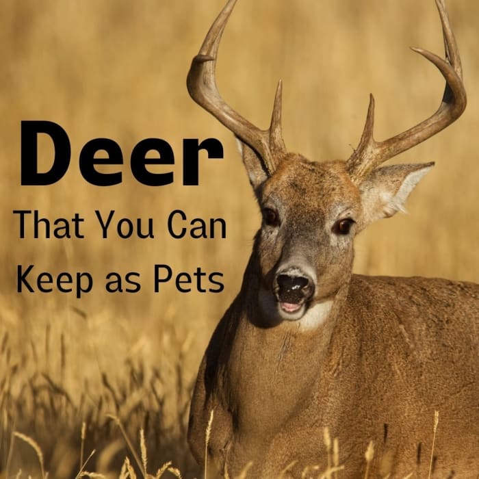 6 Deer Species That Are Kept as Pets - PetHelpful