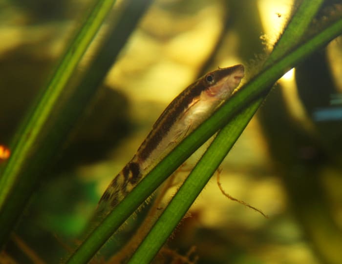 Otocinclus (Macrotocinclus affinis)