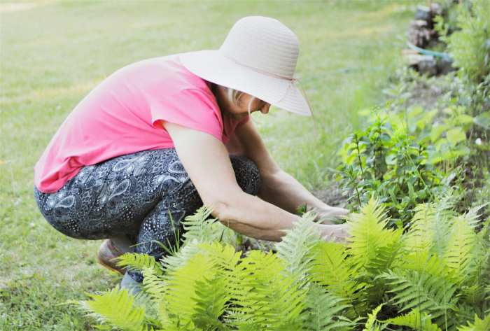 Freshly dug holes could also be covered with stones, gravel, citrus peels, or pinecones.
