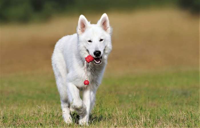 Use a tug toy, bungee toy or another type with an attachment on one end.