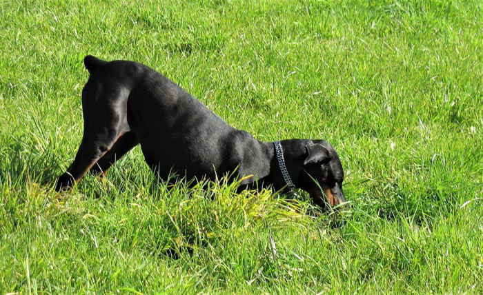 Digging comes naturally to a dog, much the same way as barking or chewing.