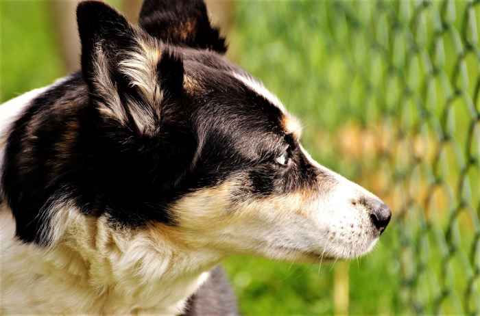 The fact that your dog has 300 million olfactory nerves works to your advantage.