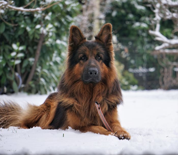 the-best-drinking-bowls-for-german-shepherds