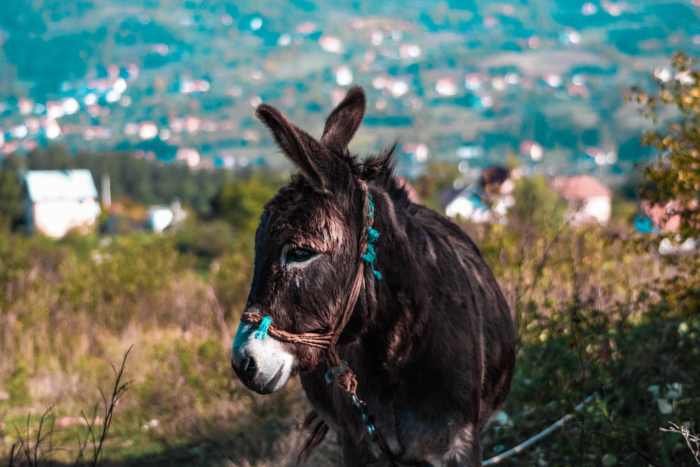 A mule is the result of a jack (male donkey) breeding with a mare. A hinny is the result of a stallion breeding with a jenny (female donkey).