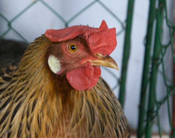 This German Leghorn displays white earlobes, which match the color of eggs it will lay.