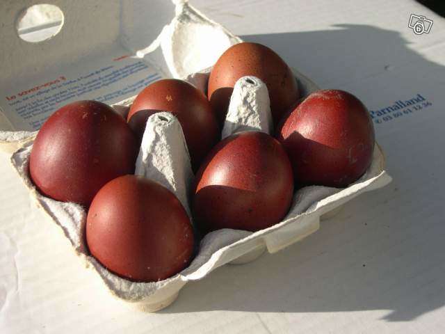Maran eggs are the darkest brown of any eggs. As more eggs are produced by the hen, the color fades within the season.