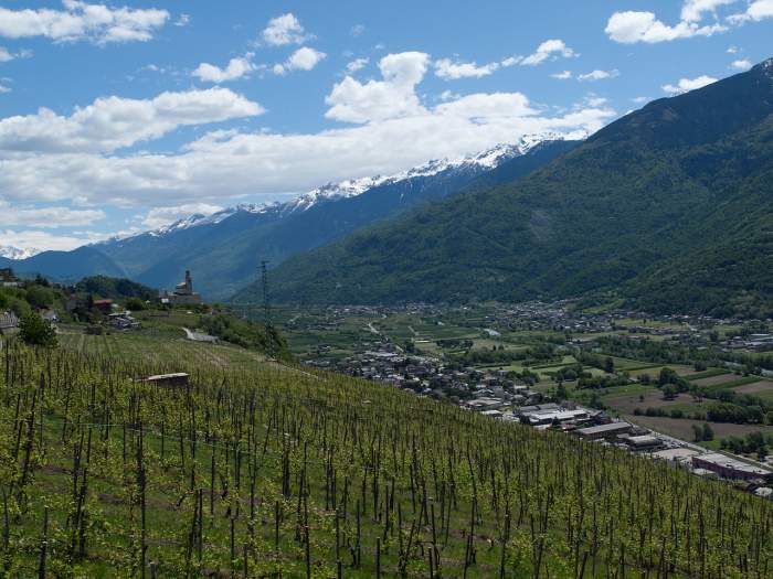 Vineyards in the Italian wine region of Valtellina in Lombardy