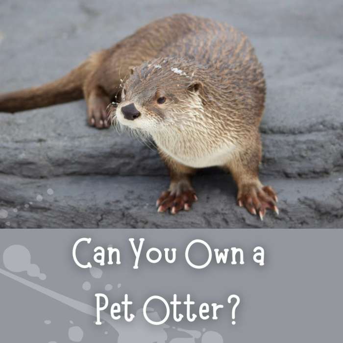 A Guide to Legally Owning and Caring for a Pet Otter PetHelpful By