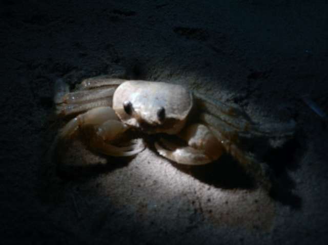 Appearing as the sun drops from the sky, ghost crabs dot the sands of the outer banks, scurrying so fast that they seem to float over the wet beach.