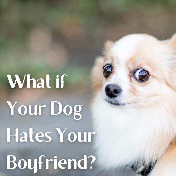 Is your dog afraid of your husband or boyfriend?