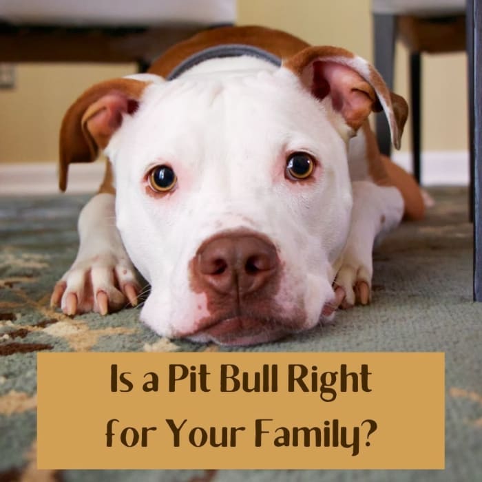 Is a Pit Bull Right for My Family? - PetHelpful