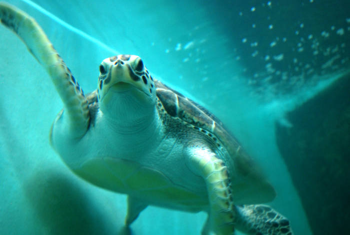 Hawksbill turtle at the National Turtle center in Mazunte, Mexico