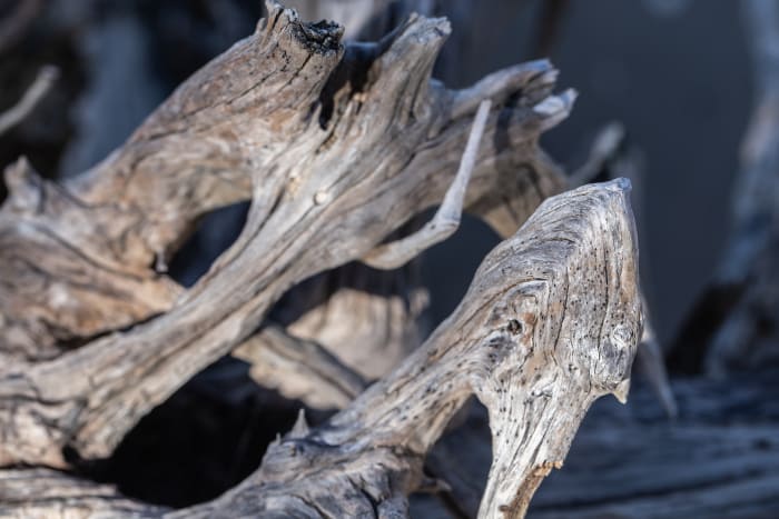 Please note that you will need to buy your driftwood from a pet store to ensure that it is clean and safe for your tank.