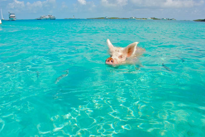 Pigs don't fly in The Bahamas. But they do swim! Even pigs can't resist those inviting turquoise blue waters.