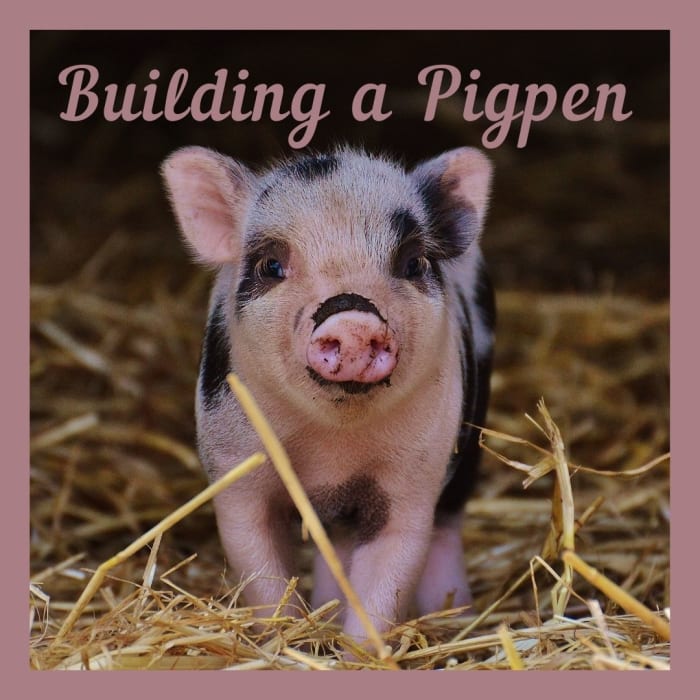 how-to-build-a-pigpen-essential-elements-of-hog-pens-pethelpful