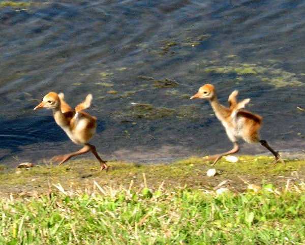 Their little legs are no match for the long stride of the adult cranes. Usually the parents are quite leisurely in their progress, searching for food as they go along.