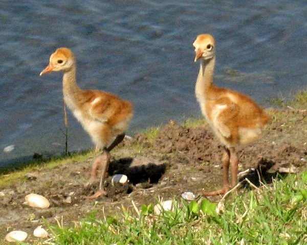 They grow very fast, several inches every day. It shows the most in the length of their legs. When they are downy like this, you know they are just in their first week or so of life.