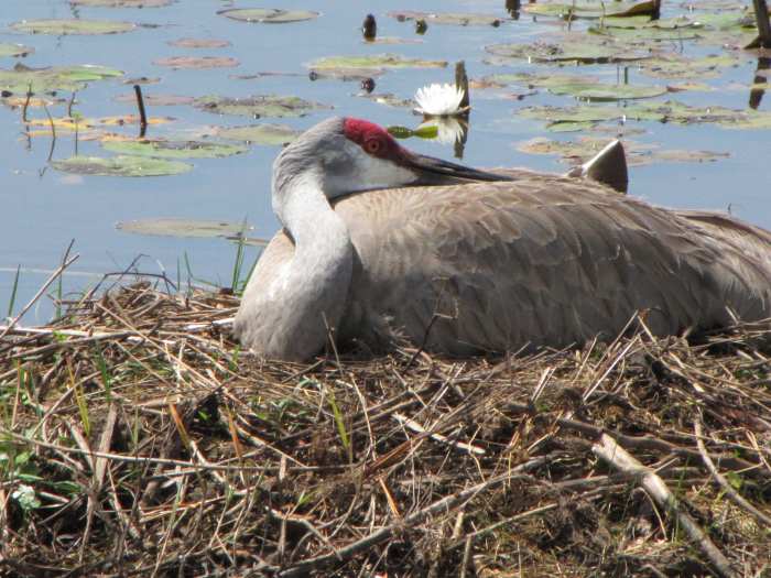 This nest is on a small island in a drainage ditch. The parents take turns sitting on the eggs which gives the other crane a chance to go forage for food.