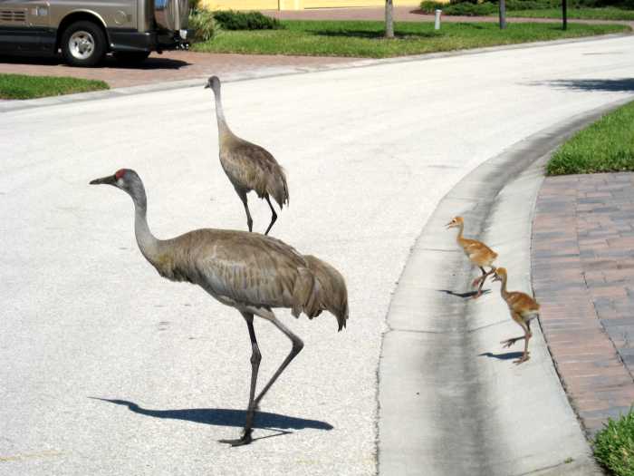The cranes aren't very road wise, so drivers need to slow down and watch for them. Sometimes, they blend in with the gray pavement and you have to be alert to spot them.