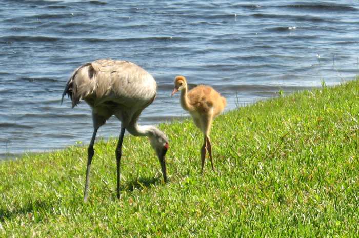 Notice how long this chick's legs are! It still has a lot of growing to do to reach the size of its parent. Soon, it will change to real feathers from the downy stage. After a year of growing, you can hardly tell the parents and their young apart.