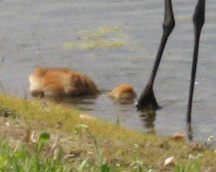 You rarely see the adult cranes in the water except to get a drink. The babies can swim and will get into the water to cool themselves off on really hot days.