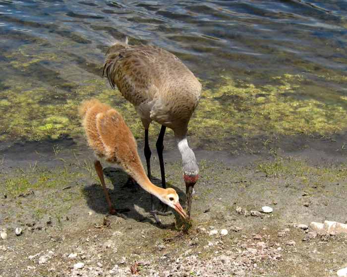 The parents teach the chicks to hunt for food but also feed them over a long period of time as they are growing.