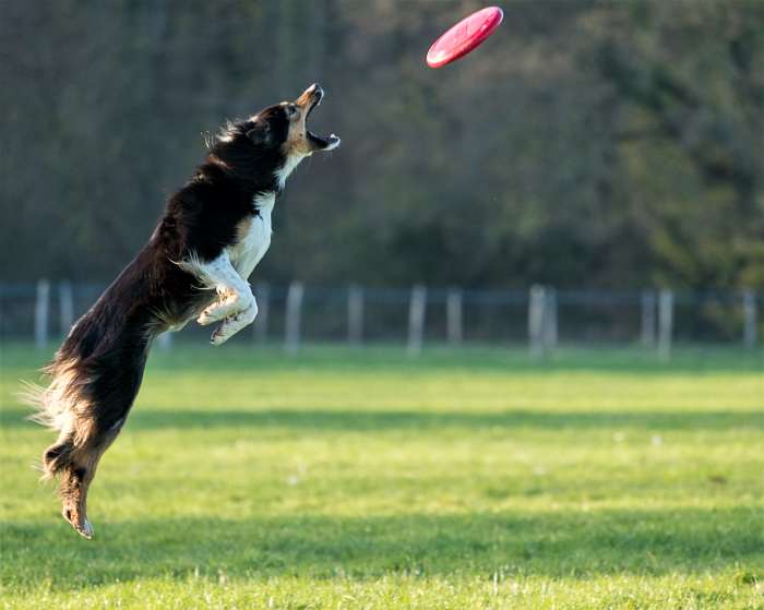 Keeping your dog sufficiently exercised and active can be a key antidote