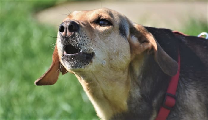 The dog is endowed with a natural instinct to protect and preserve the pack.
