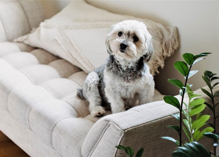 A dog's mood is affected by its immediate environment