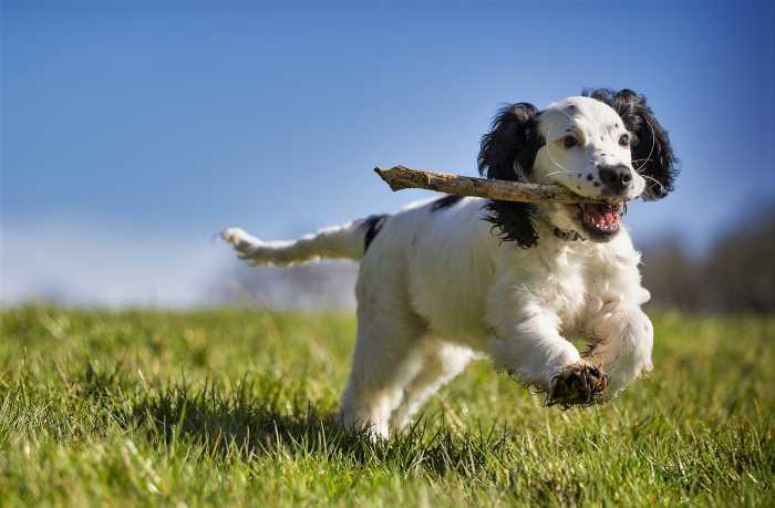 They are endowed with intelligence that can be tapped into, both for the benefit of the pet and the community at large.