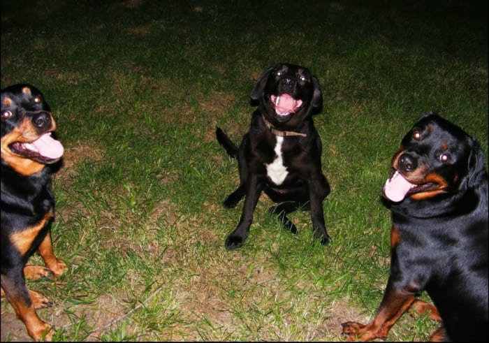Our Rottweilers got along with other dogs as long as they were well-trained and respectful.