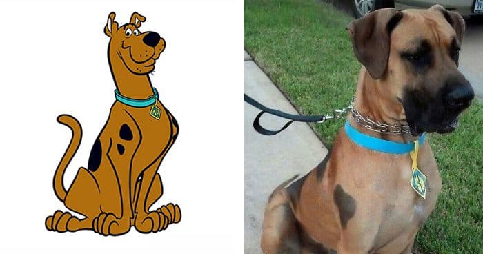 What Kind of Dog is Scooby Doo, Snoopy, Pluto, lady & Others - HubPages