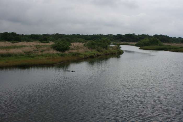The Myakka River meandering through Myakka River State Park. Notice the Florida natives lurking in the water.