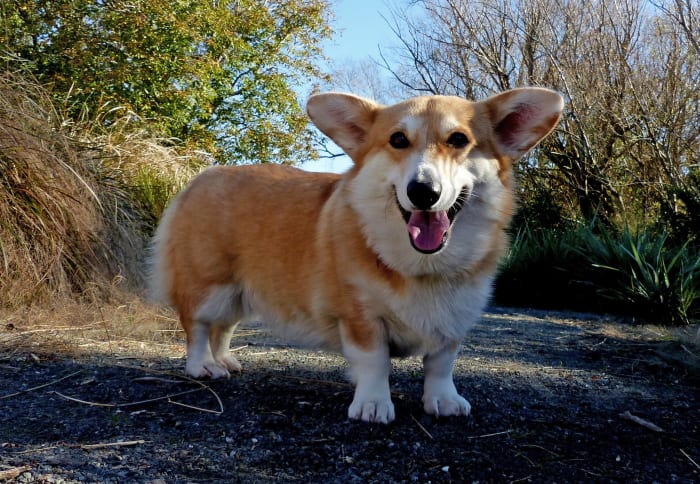 Welsh Corgis are small but protective, and their sturdy frame allows them to play with children safely.