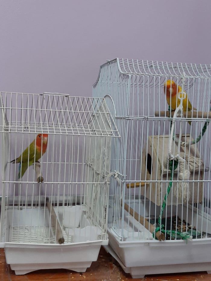 If you have two birds, keep them in separate cages beside each other. This will help them become familiar without unnecessary fights or stress.