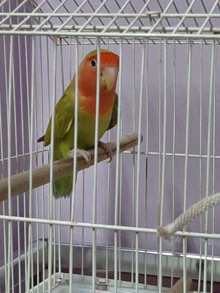 This picture was taken on 24th July 2019, the day my lovebird Juju had first come home. You can see that she looks nervous and alert.
