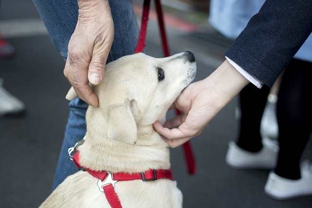 This puppy doesn't seem comfortable being touched by different people. Notice the tense body language.