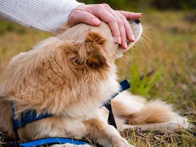 Not all dogs sensitive to touch are created equally.