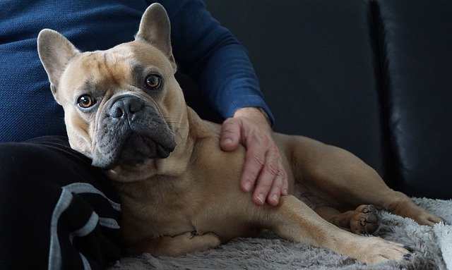 It can take time for a touch-sensitive dog to reach this level of relaxation when being touched.