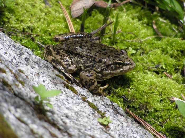 Mountain Yellow-Legged Frog in San Jacinto area of San Bernardino National Forest.