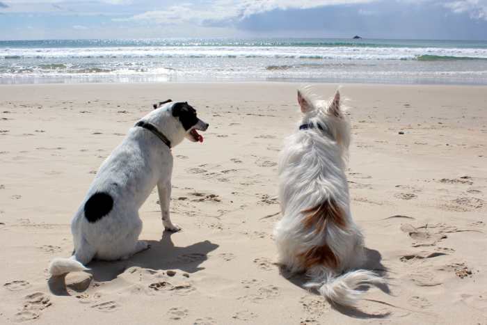 Prostate problems are found in unneutered male dogs, but are usually not life threatening