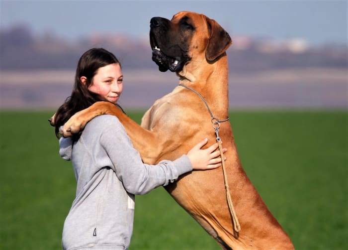 The reaction is taken to mean that the owner appreciates the action.