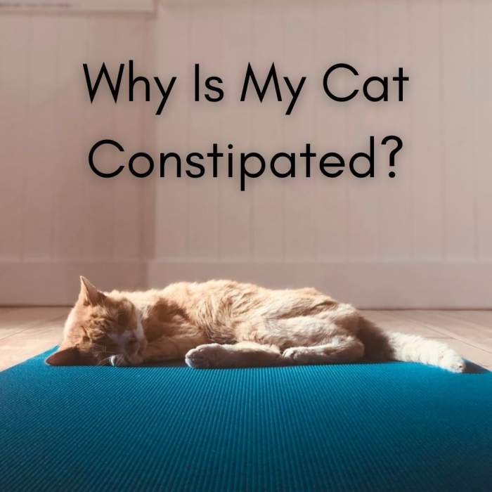 Constipation in cats is a pretty common scenario, especially for obese, middle-aged, and senior cats.