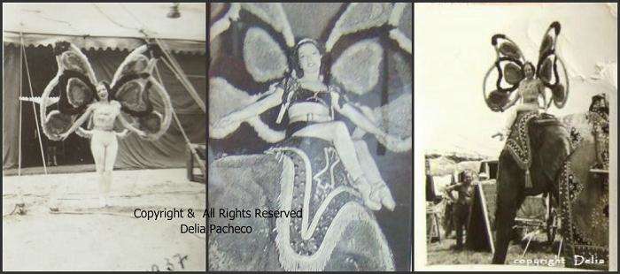 Middle photo from the encyclopedia Her butterfly wing costume for the elephant act