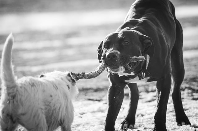 Playing tug is a playful way to mimic two dogs competing over a resource sort of like humans playing rope pulling.
